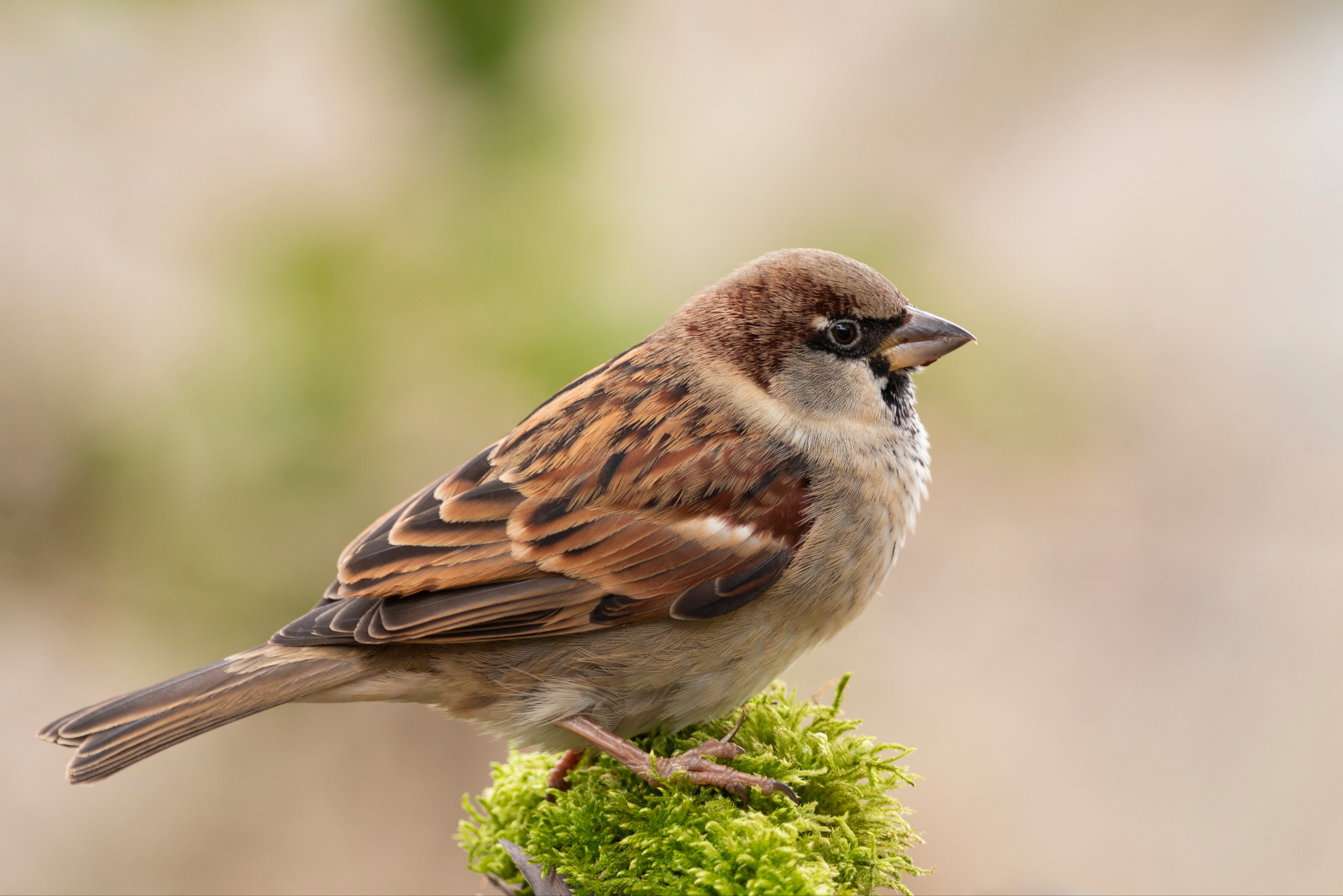 Spatz