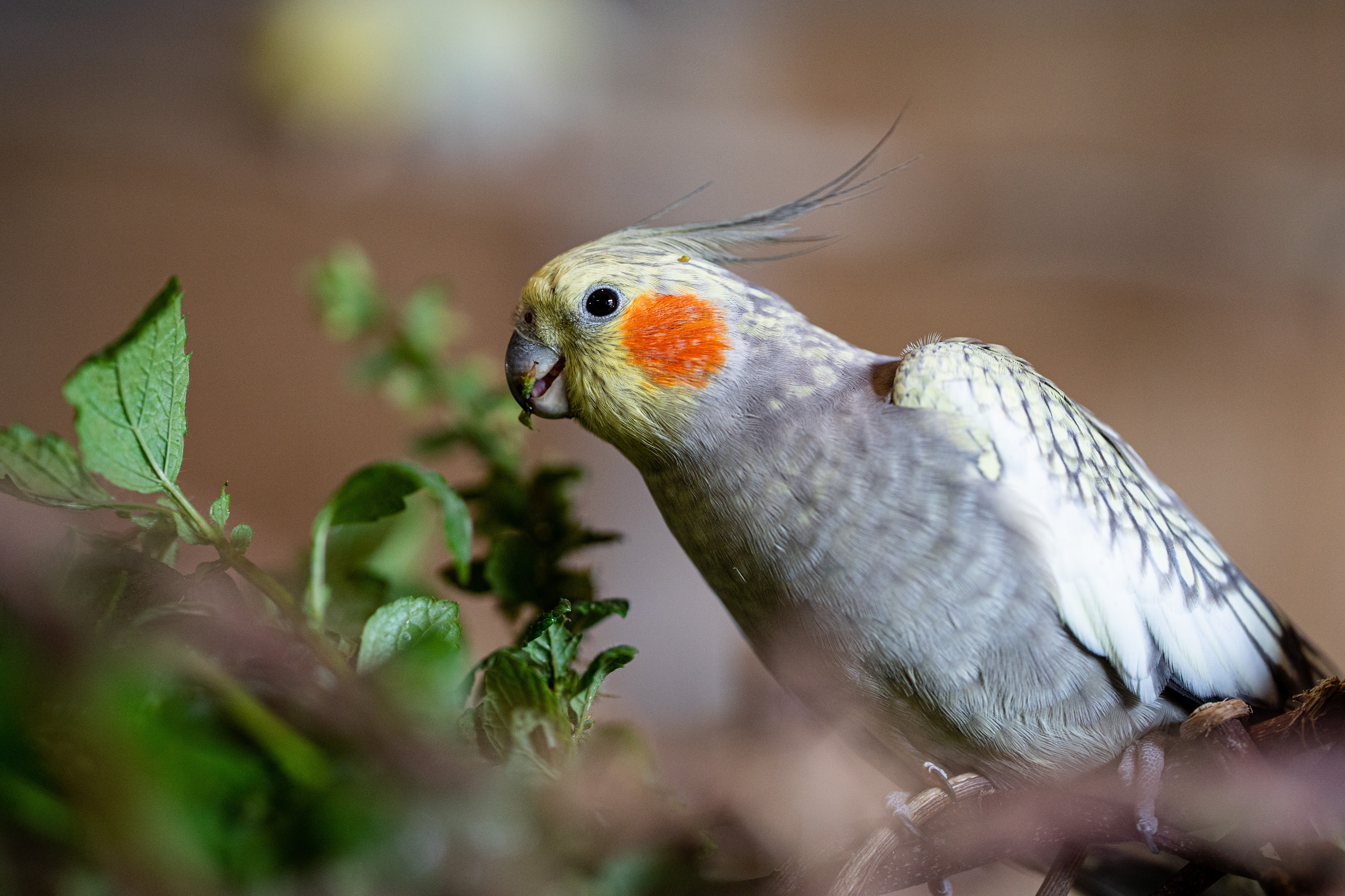 Nymphensittich mit Snacks