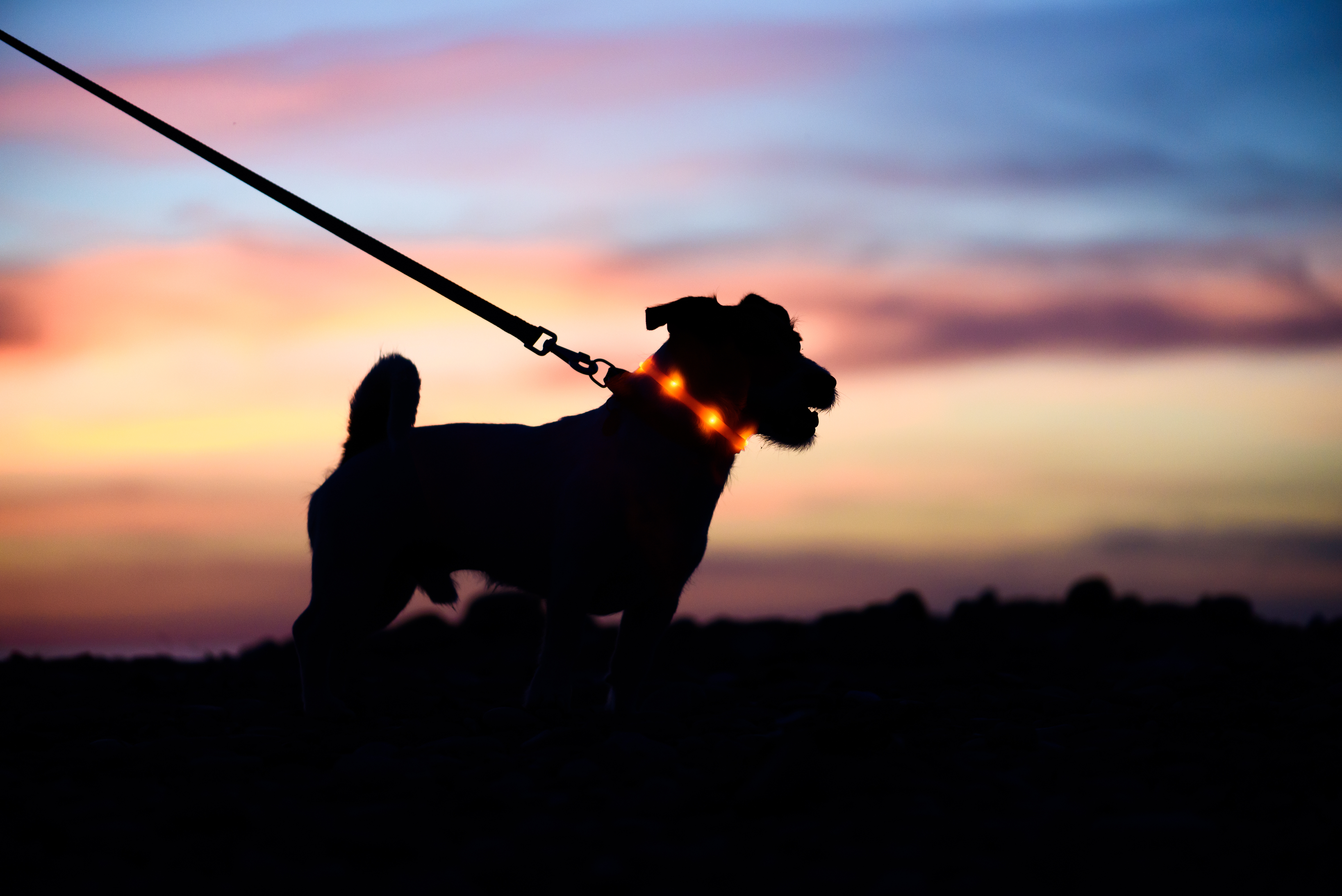 Silhouette eines kleinen Terriers an der Leine, der ein hell leuchtendes, orangefarbenes Sicherheits-Halsband vor einem pink-blauen Dämmerungshimmel trägt.