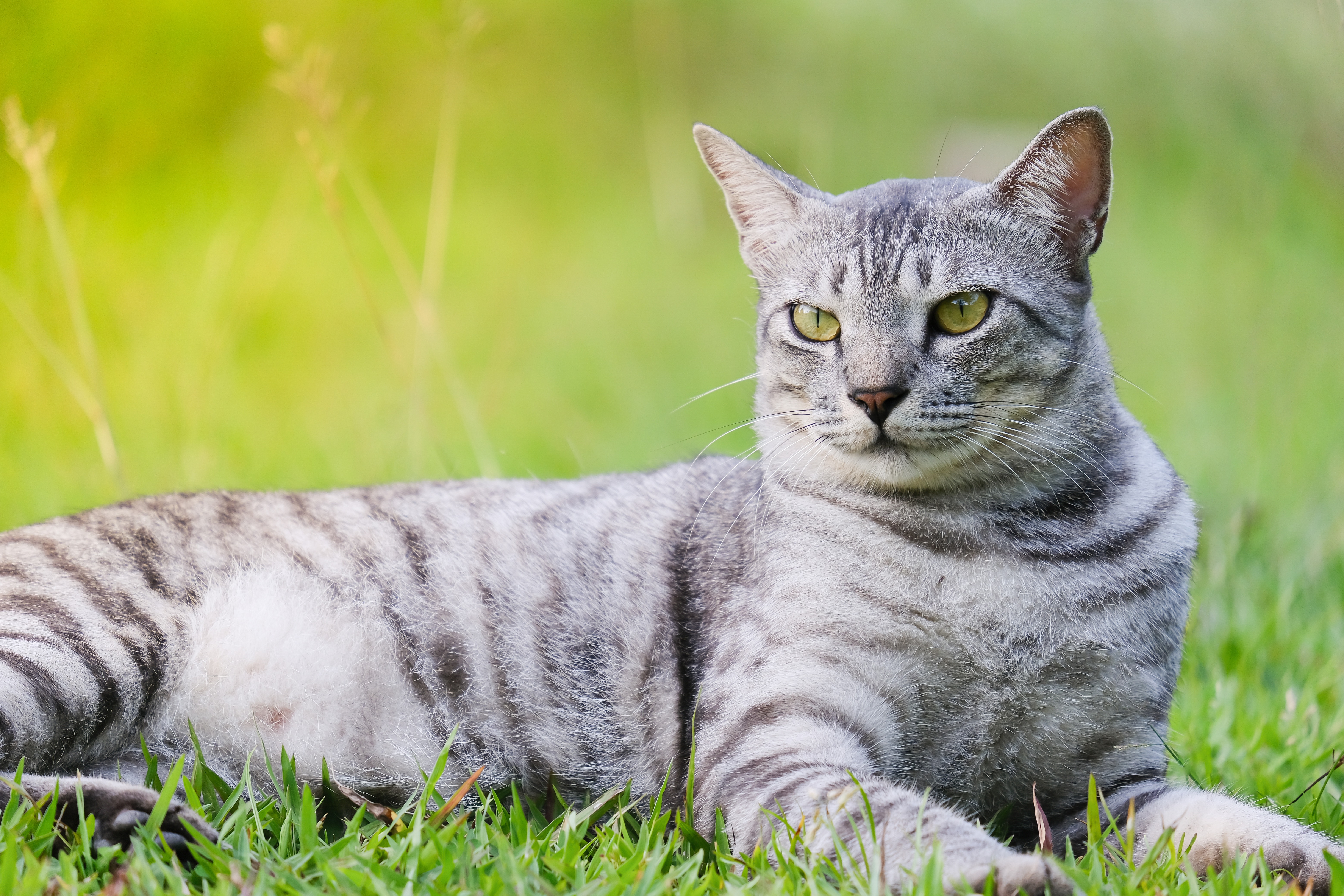 Eine ägyptische Mau-Katze liegt auf dem Rasen.