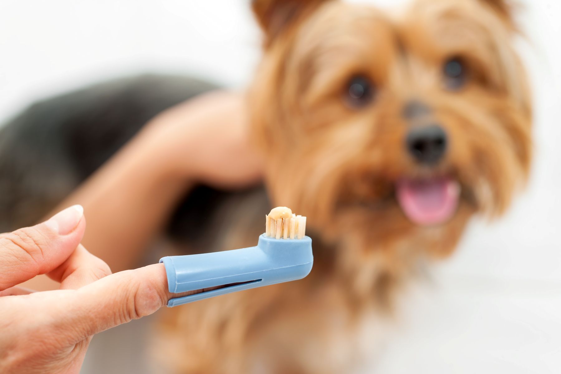 Eine blaue Fingerzahnbürste mit Hundezahnpasta vor einem Yorkshire Terrier