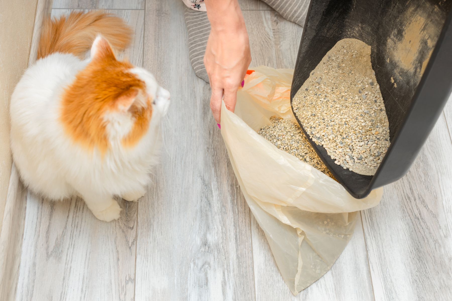 Katzenstreu entsorgen: Wo & wie ist es richtig? | DAS FUTTERHAUS