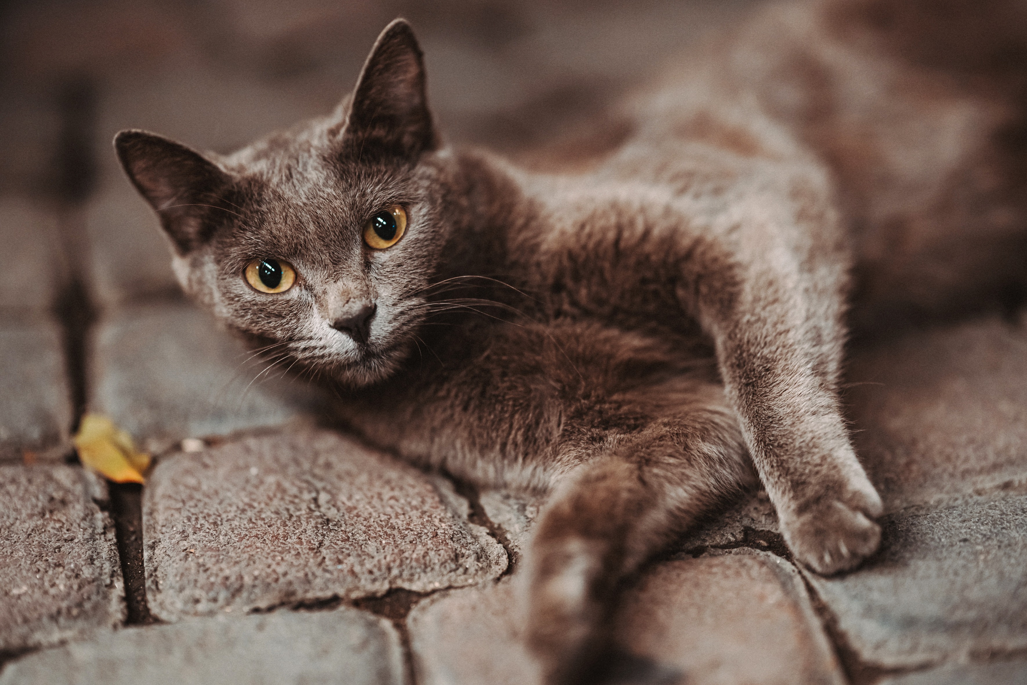 Eine Korat Katze liegt auf dem Boden und schaut interessiert in die Ferne.