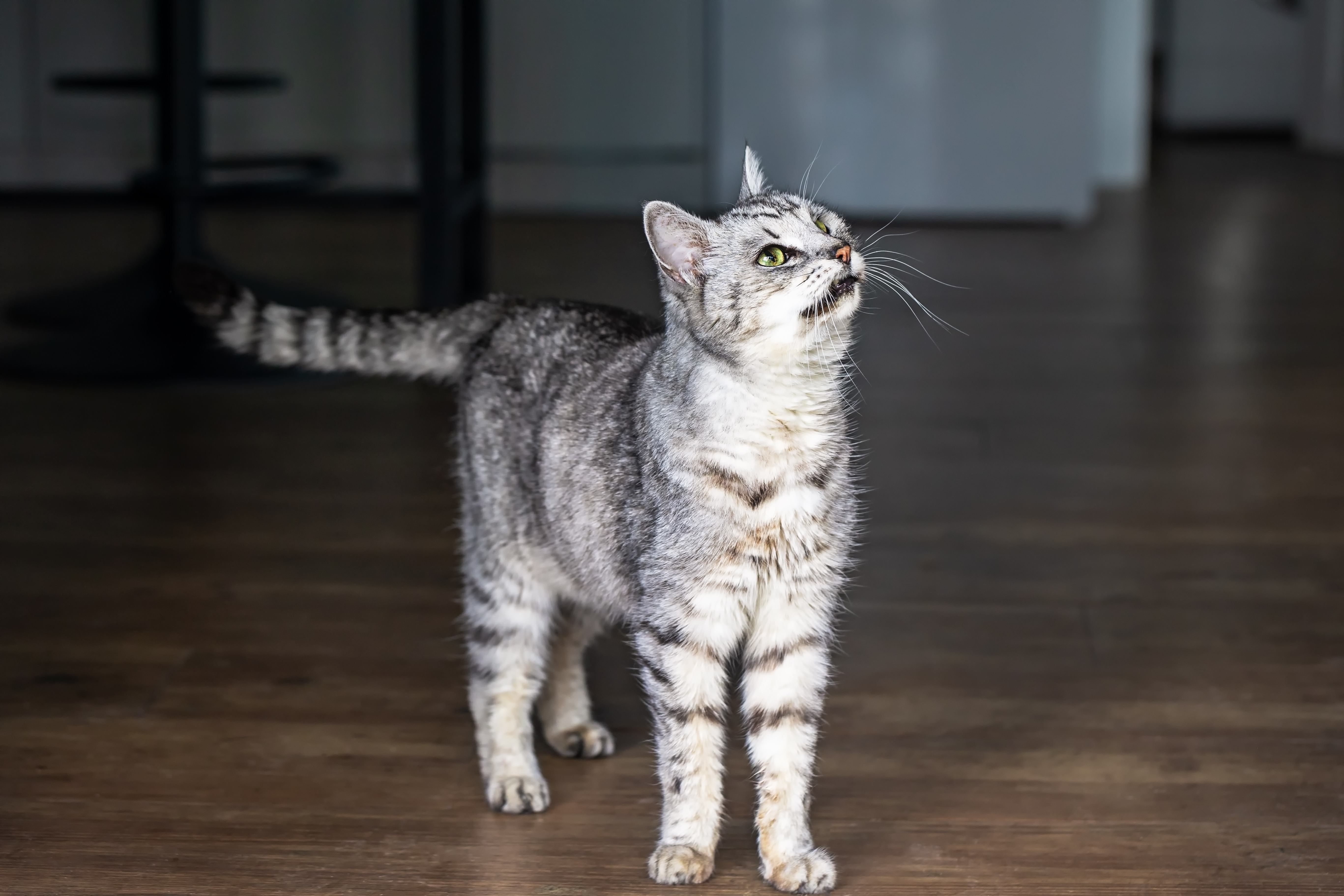Eine Ägyptische Mau Katze steht und schaut aufmerksam nach oben.