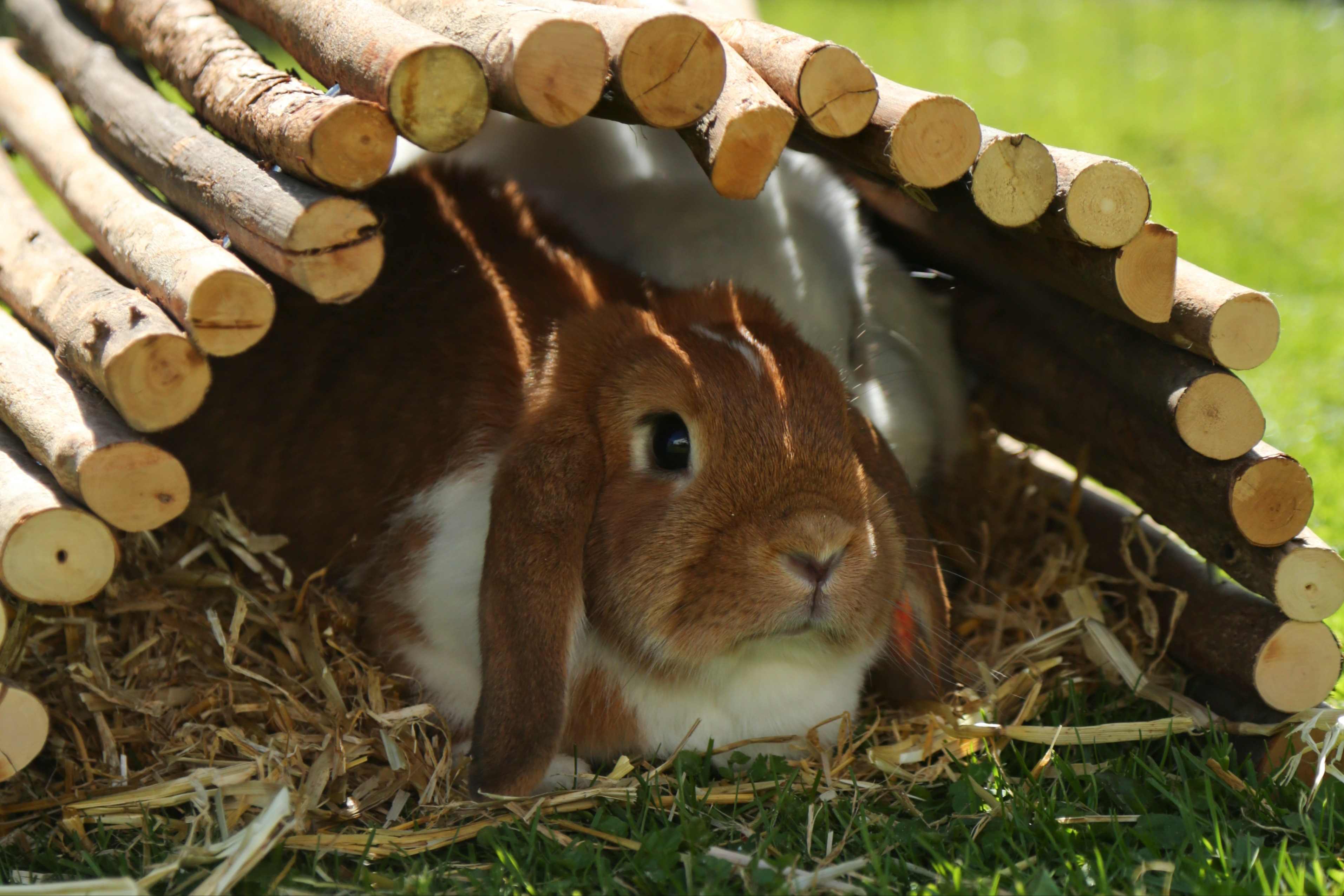 körpertemperatur kaninchen