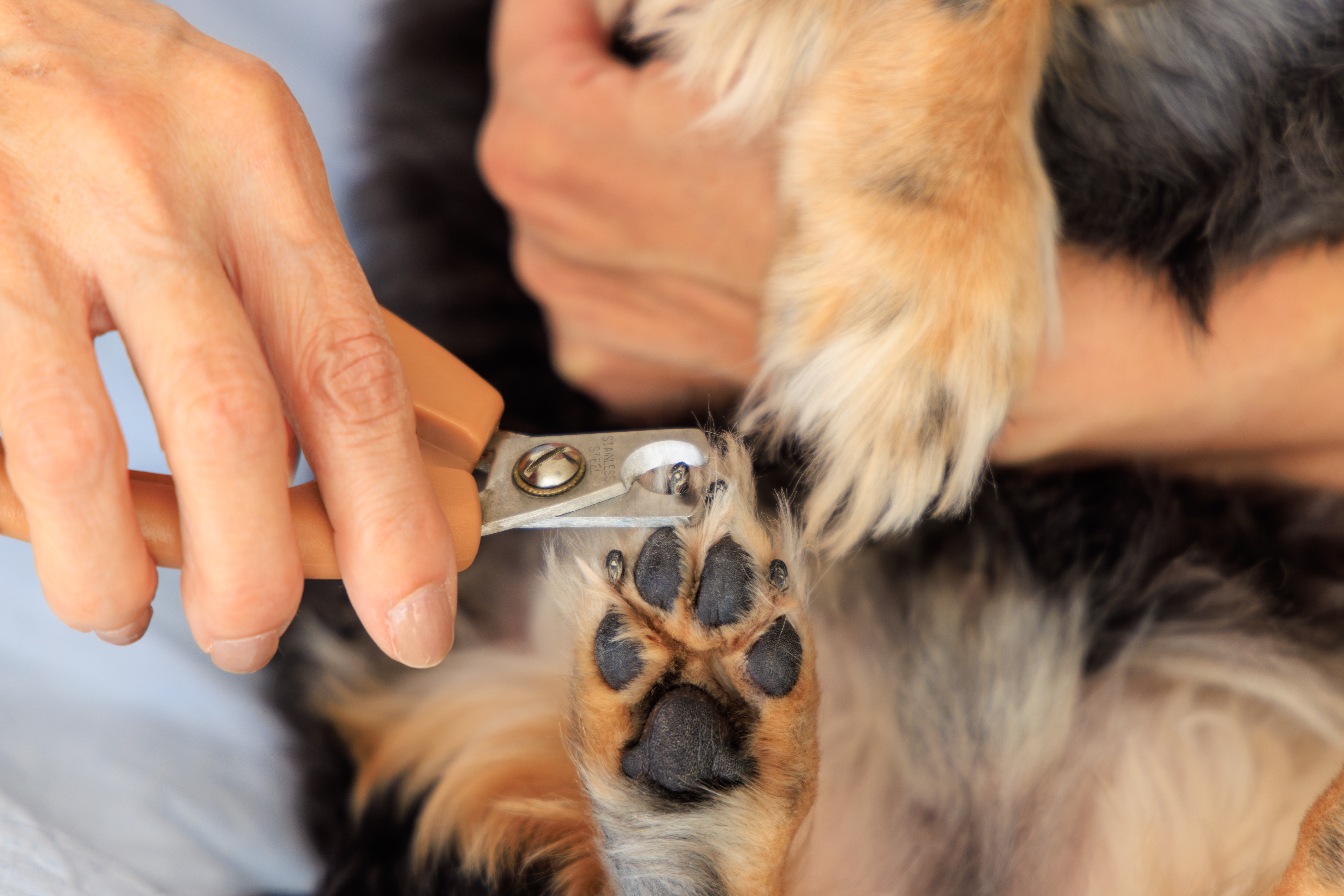 krallen-schneiden-hund