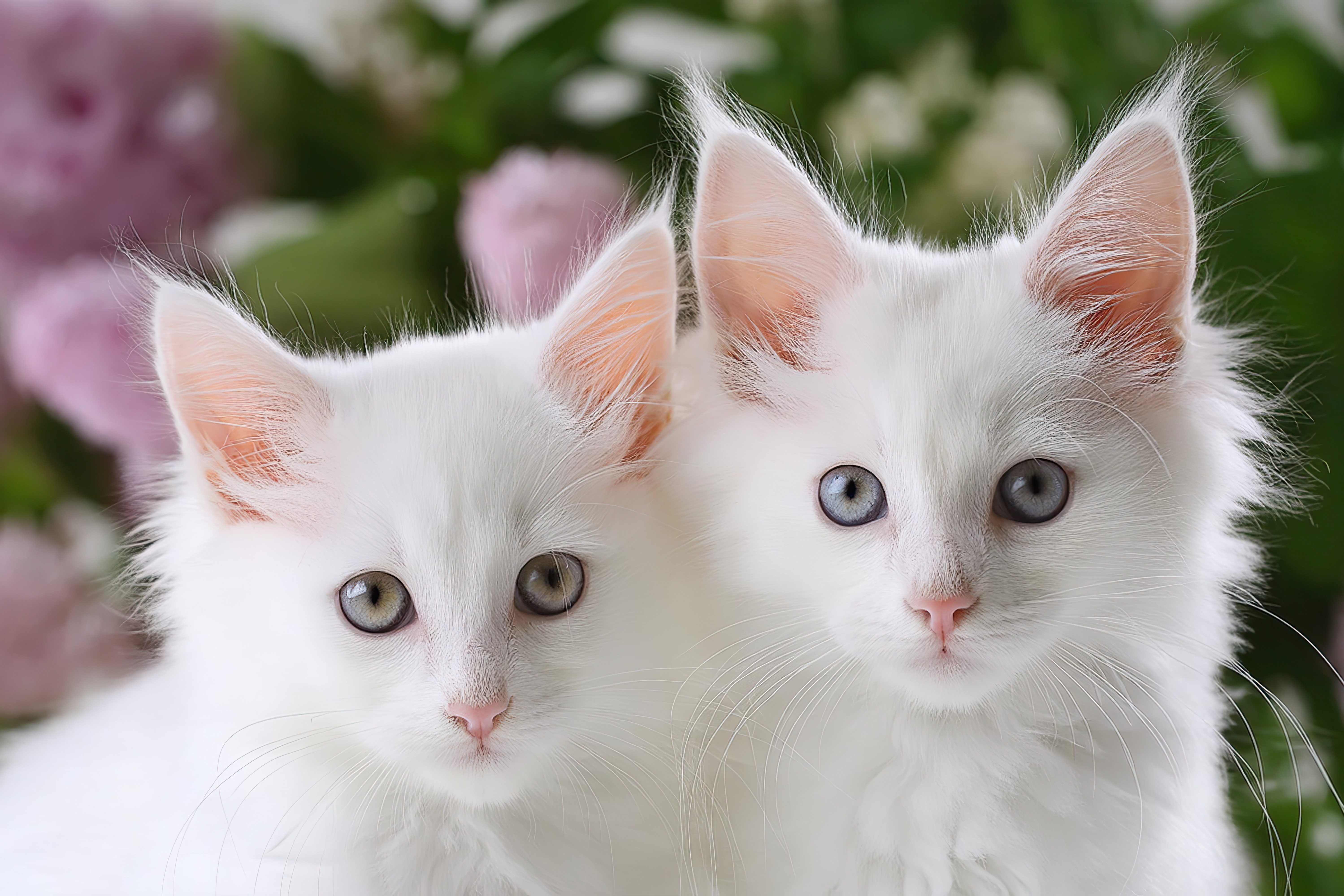 Zwei Türkisch-Angora-Katzen schauen neugierig in die gleiche Richtung.