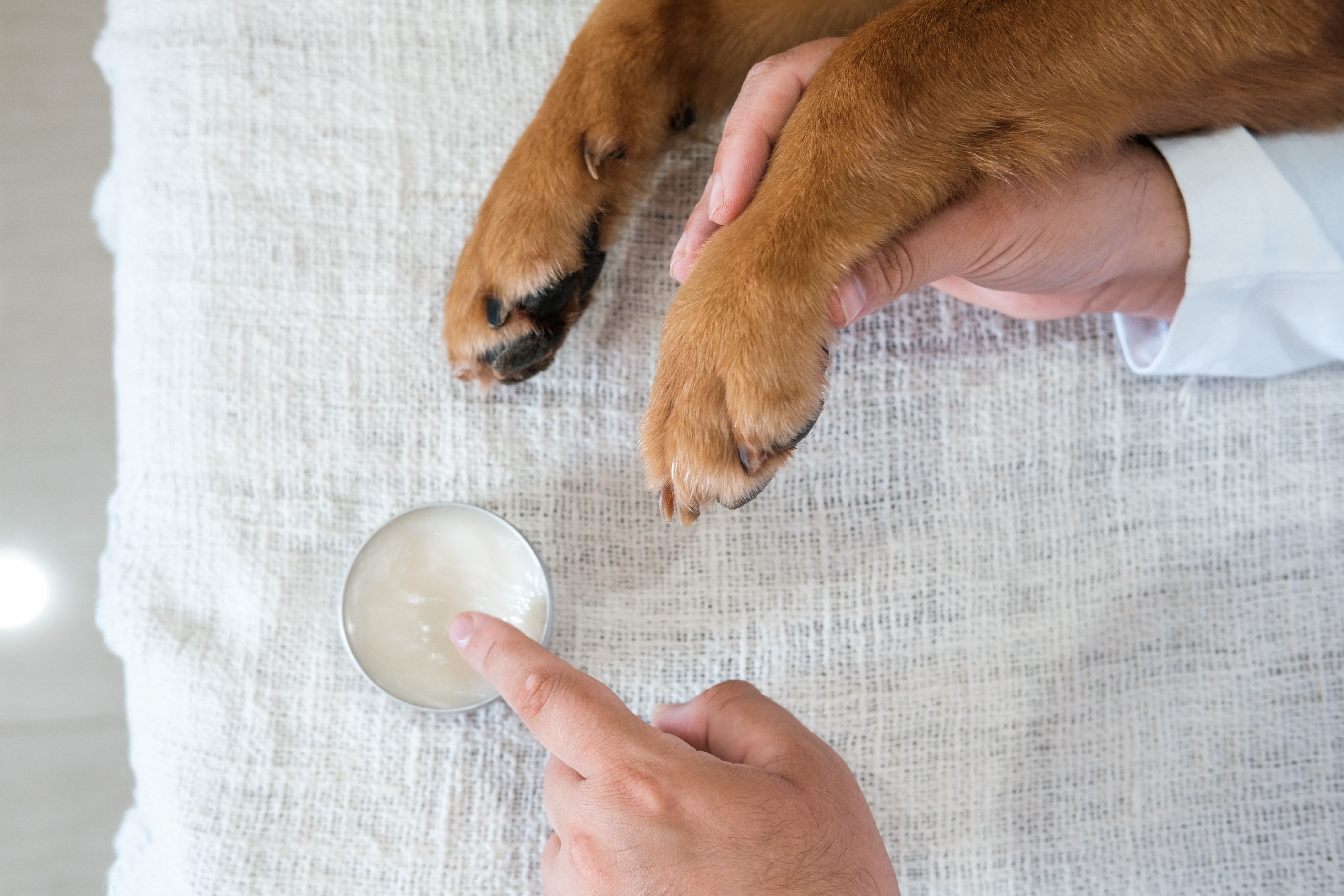 Pfotenpflege beim Hund