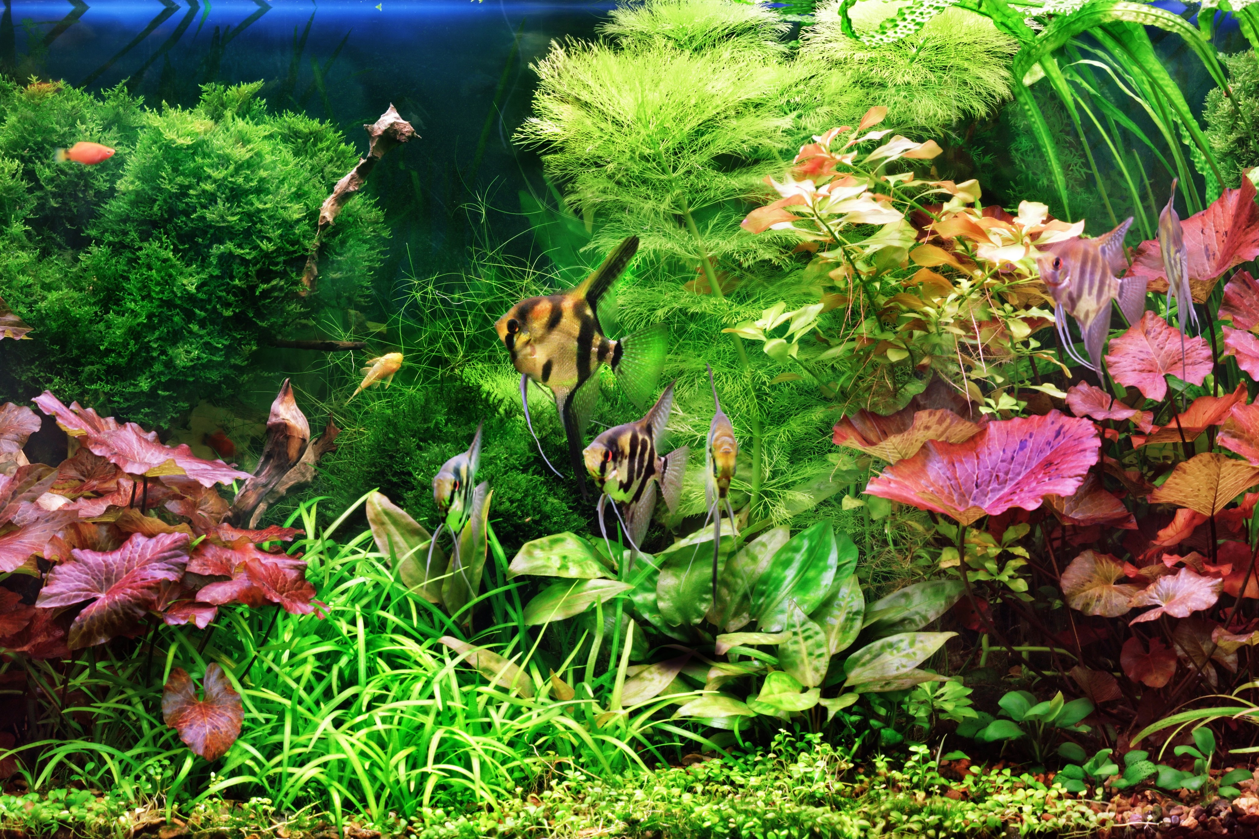 Welche Pflanzen fürs Aquarium? Tipps & Infos