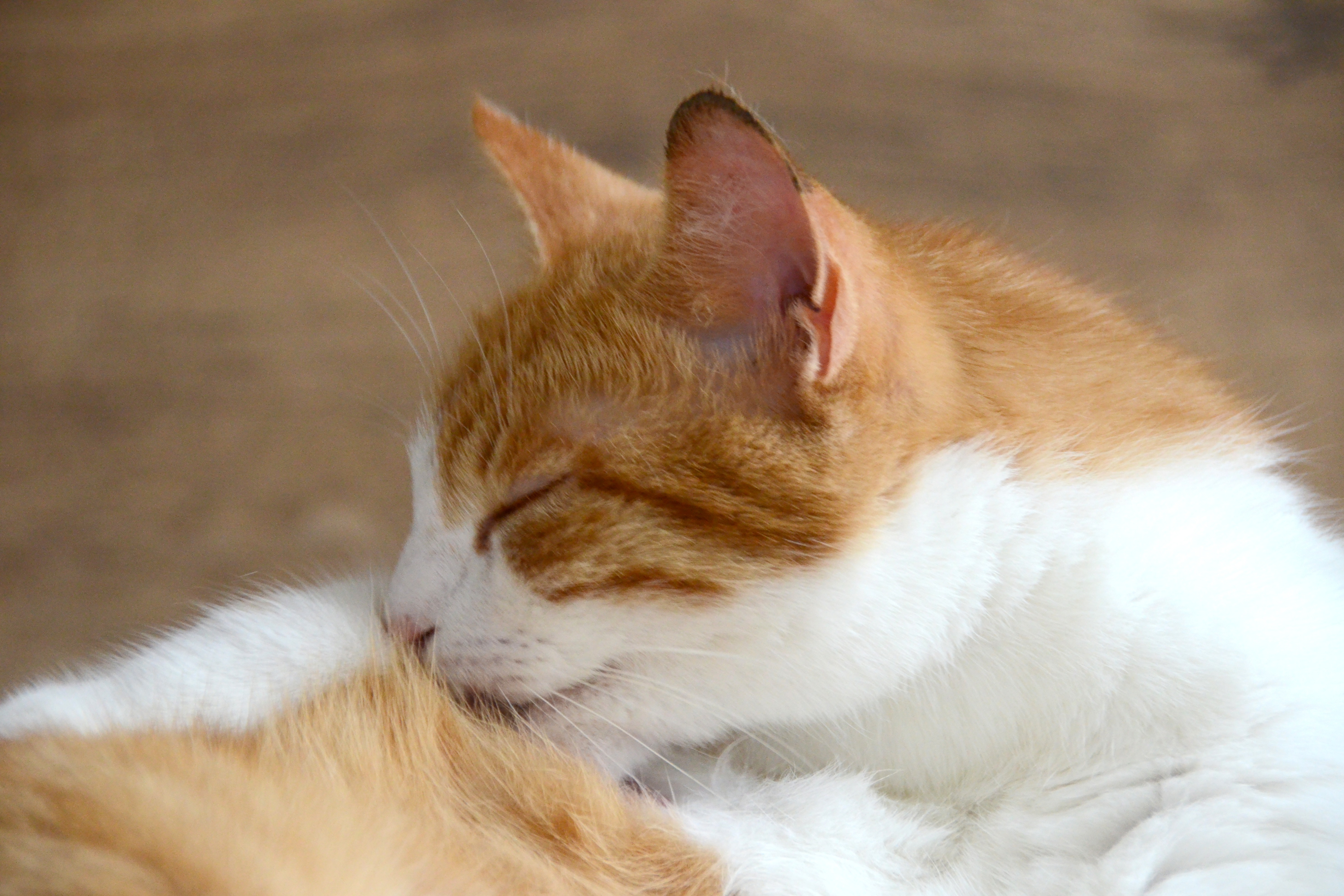 Haarausfall bei der Katze (Alopezie)