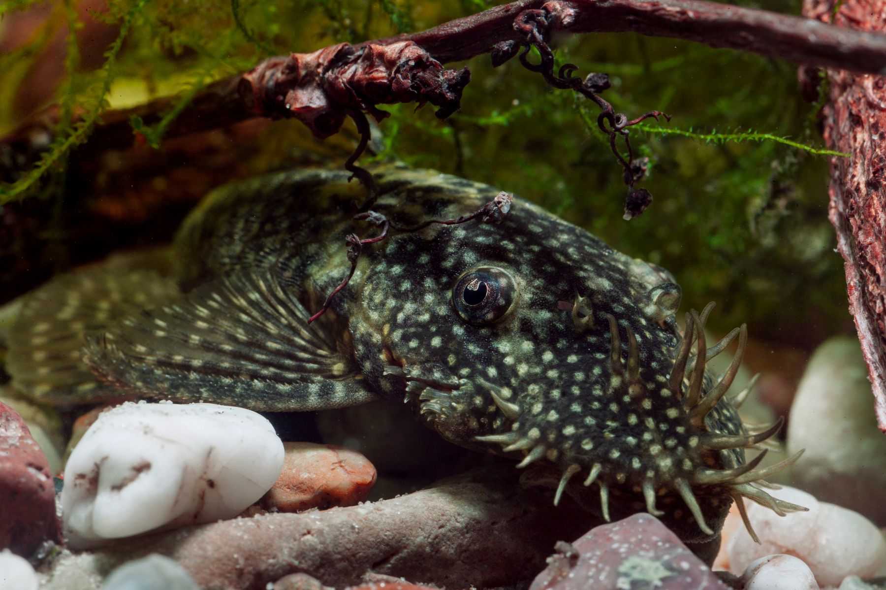 Ein Antennenwels in Nahaufnahme zwischen Steinen und Ästen