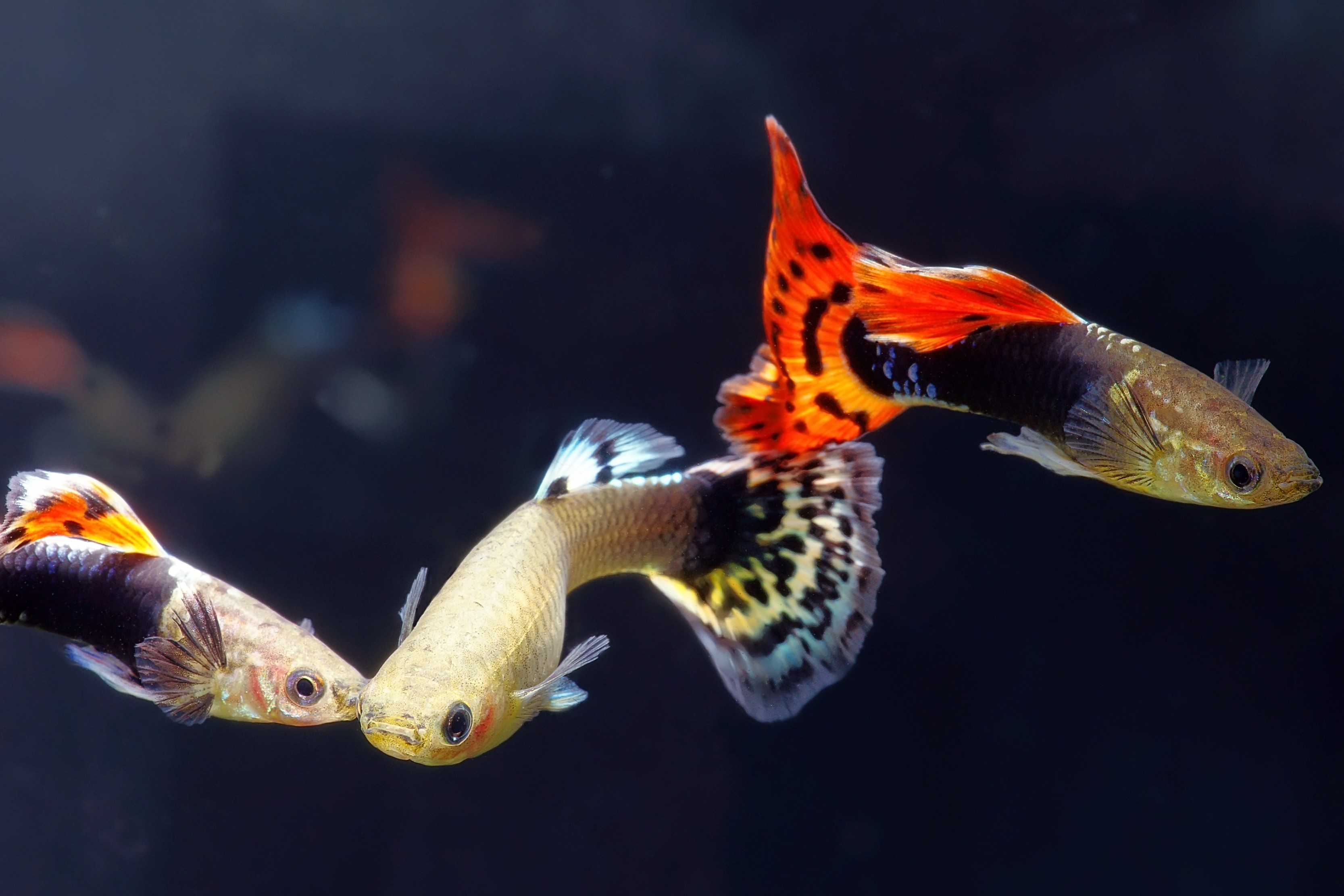 Aquaristik