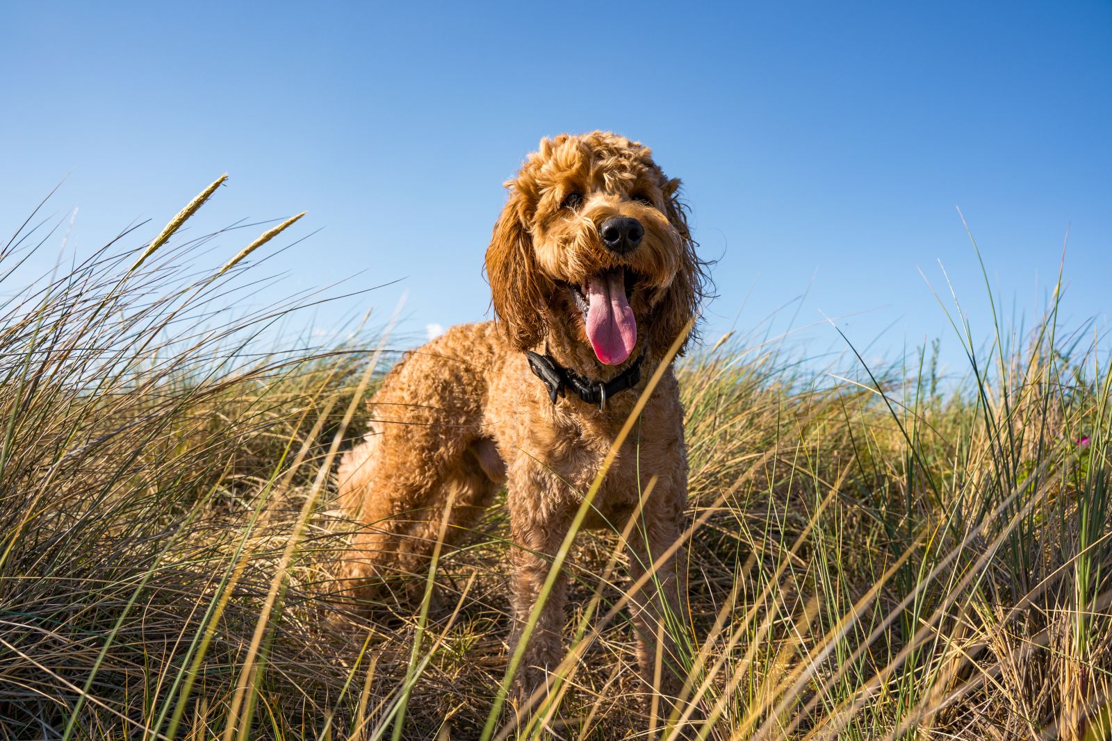 Hund in den Dünen