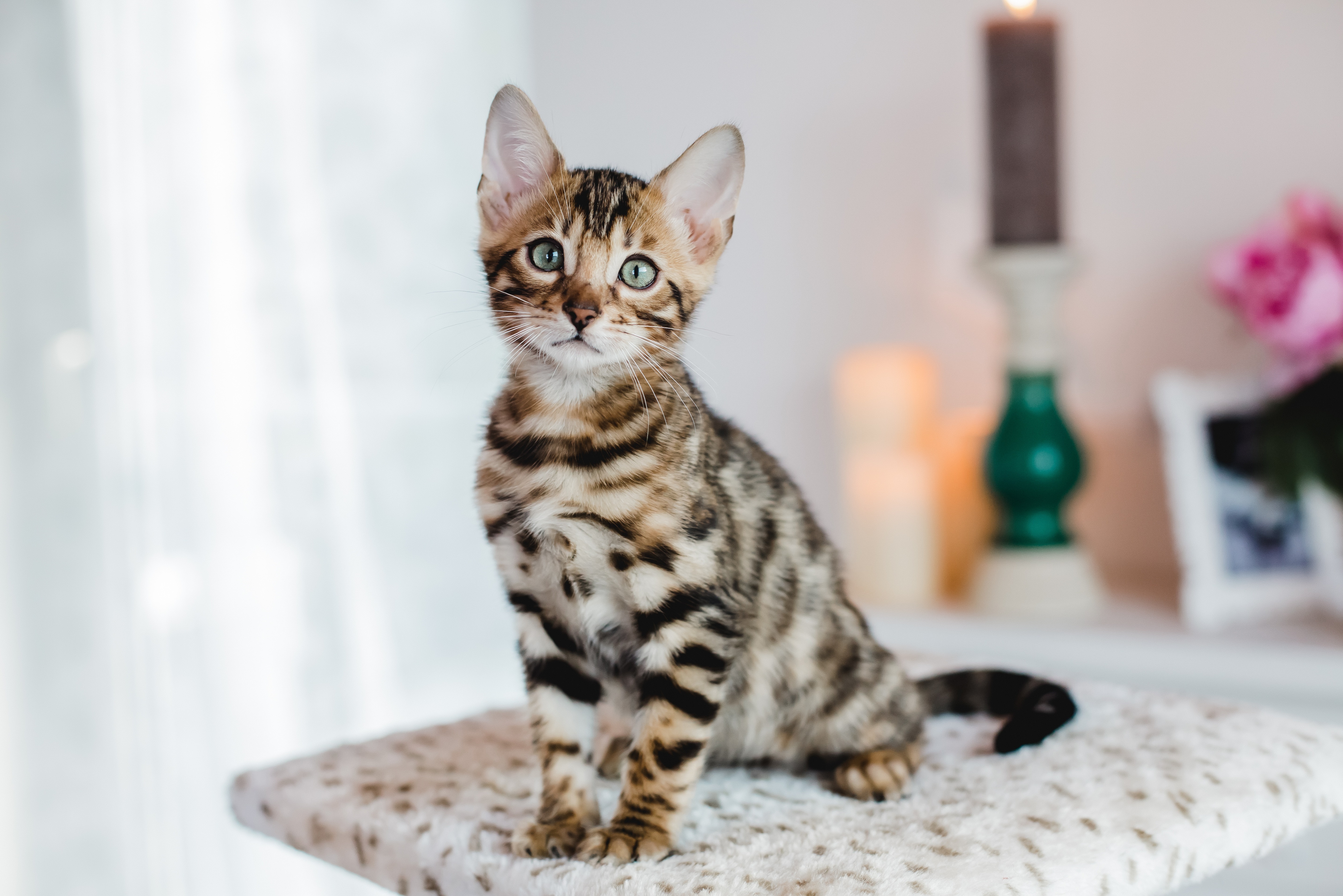 Ein Kätzchen der Bengal-Katze sitzt auf dem Katzenbaum und beobachtet neugierig.