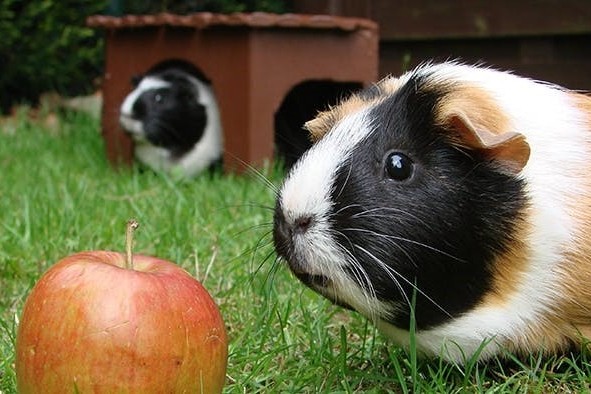 Beschäftigung für Meerschweinchen