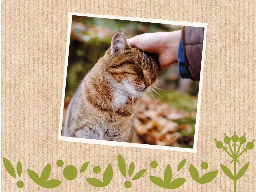 Bild_Katzenfutter_CO2_NATURPlus Bild_Katzenfutter_CO2_NATURPlus