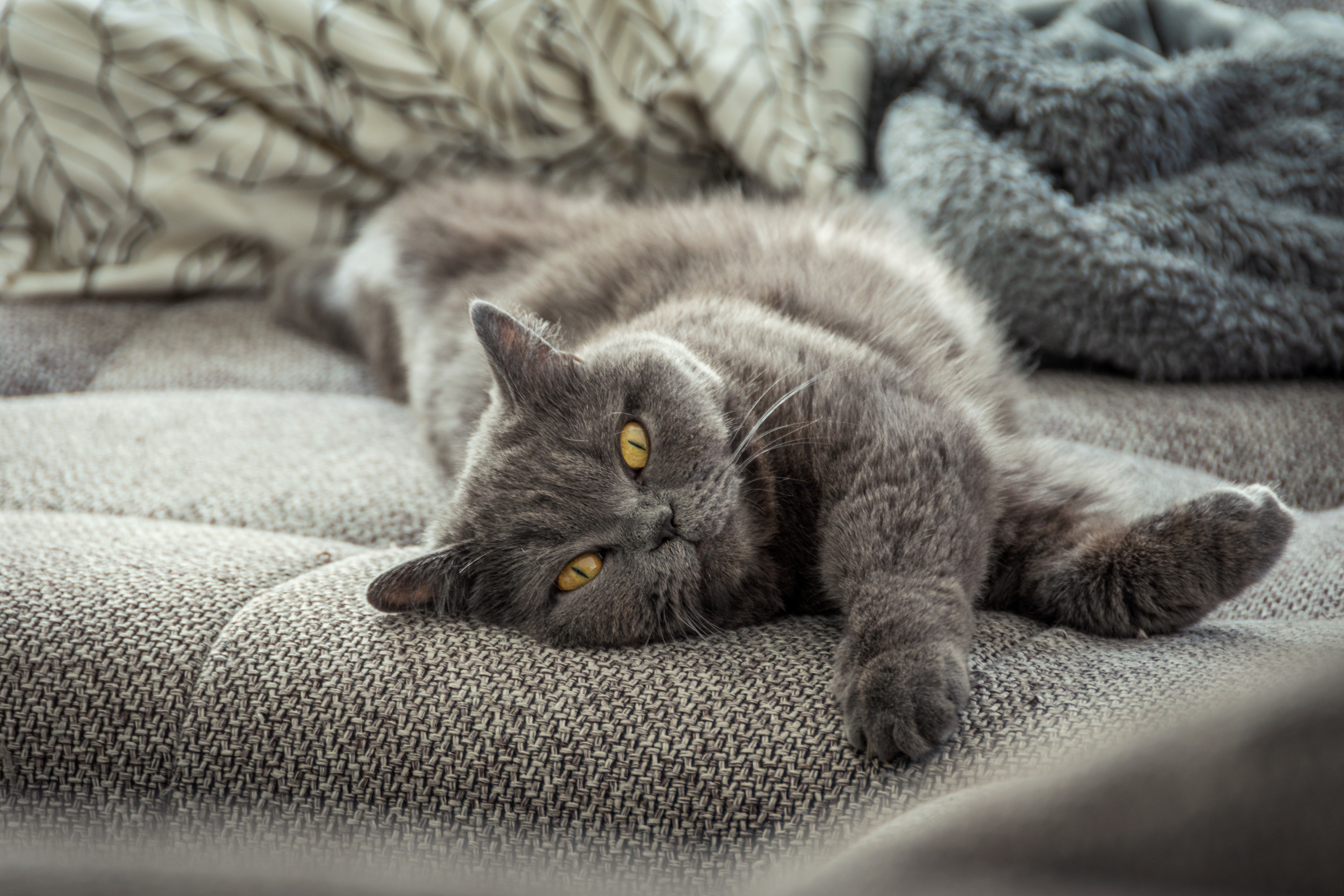 Eine Britisch-Kurzhaar-Katze liegt entspannt auf dem Sofa und döst.