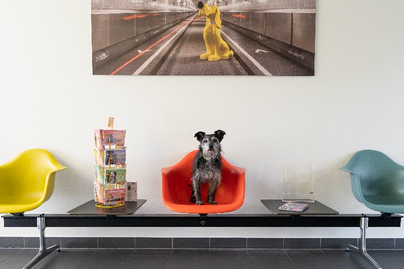 Hund im Büro