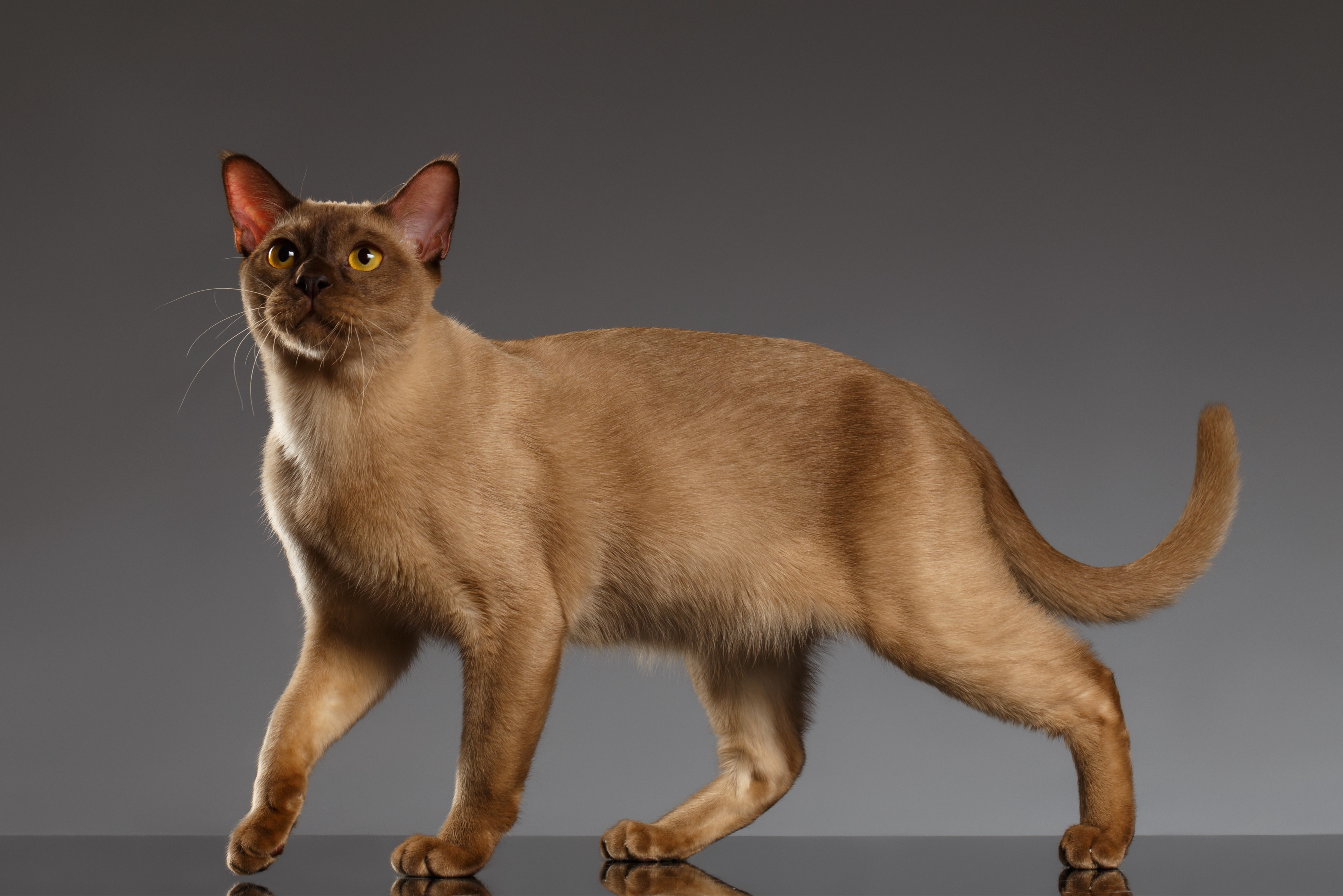 Burma-Katze