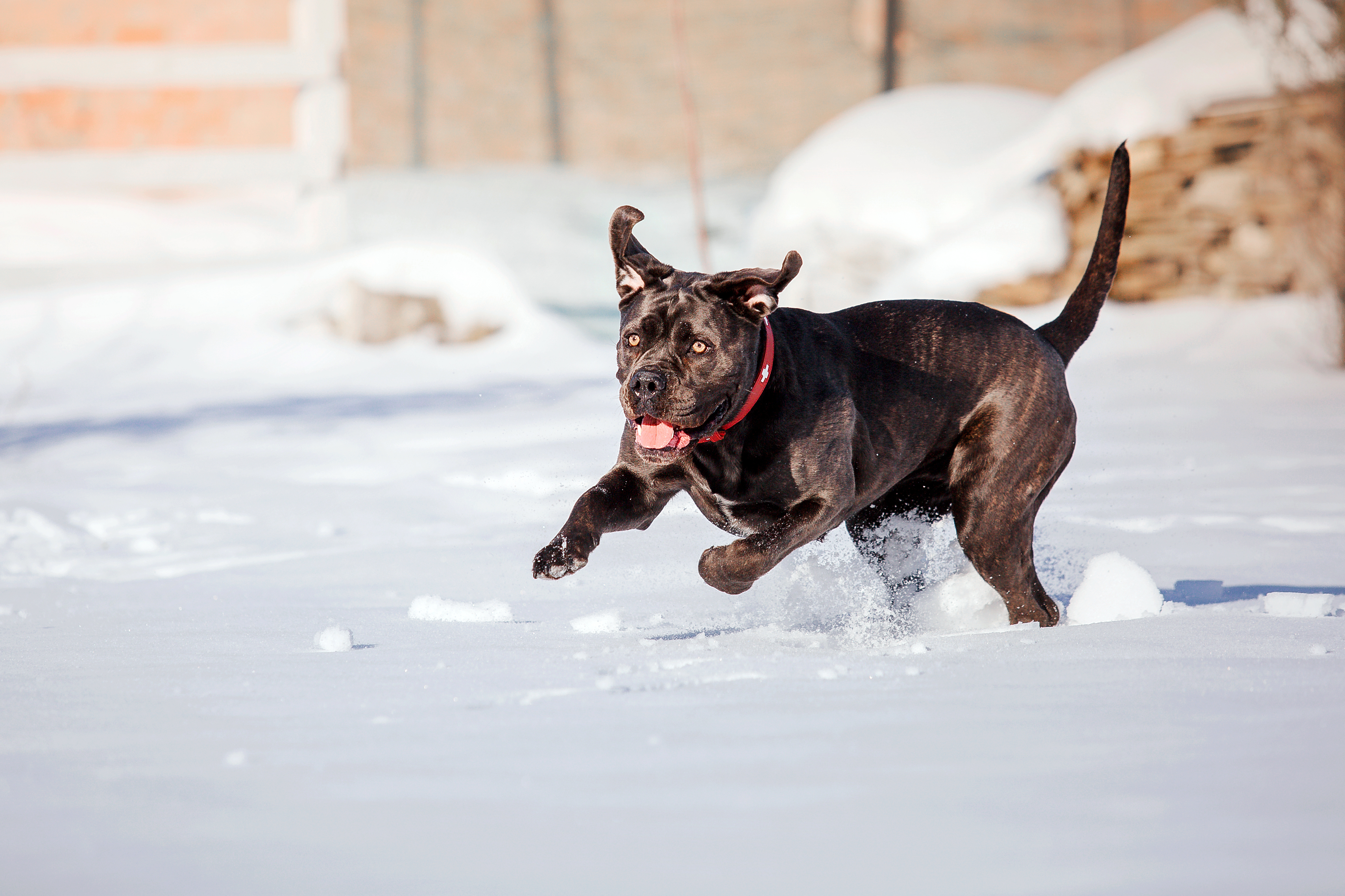 Cane_Corso_Italiano_Bewegung