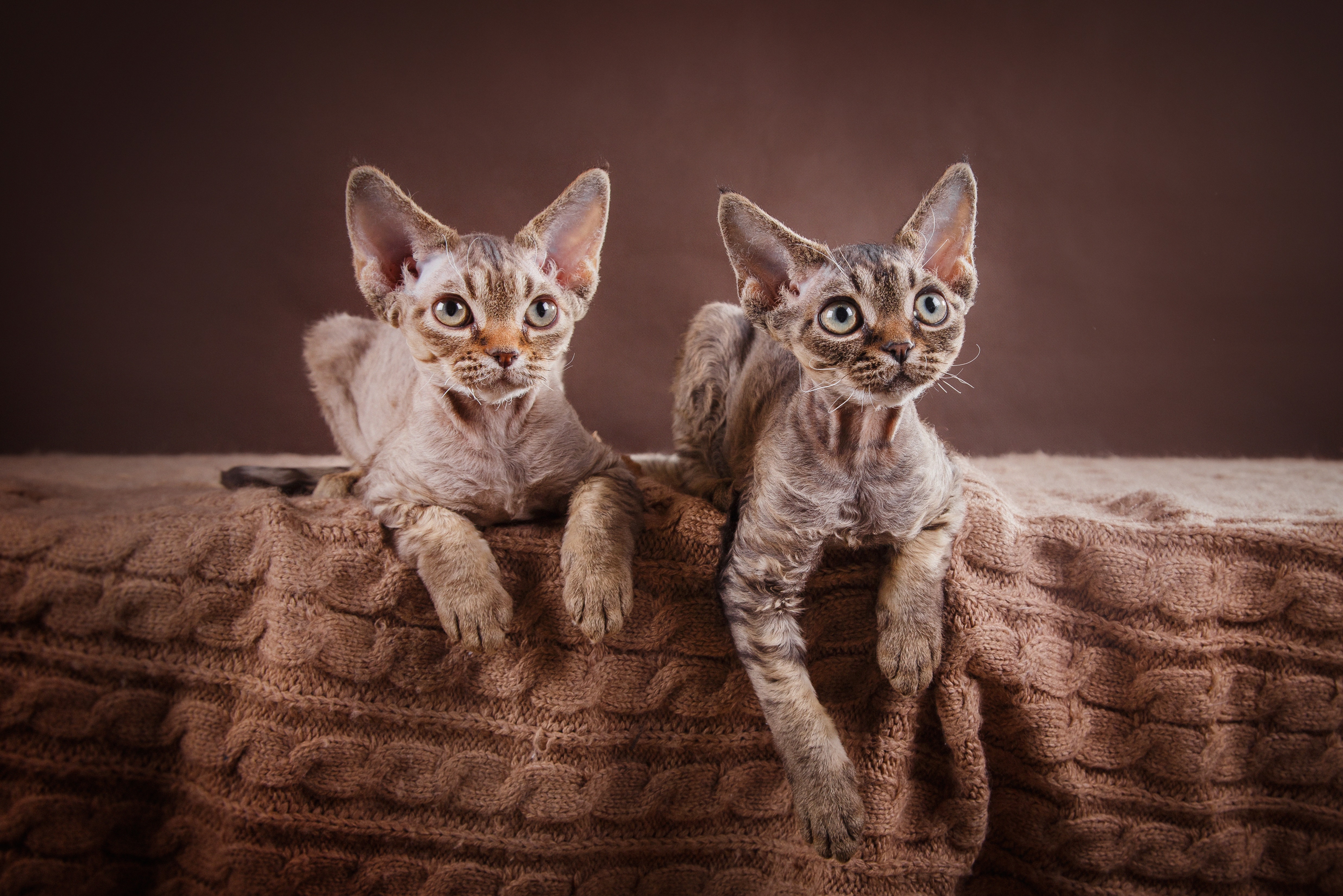 Zwei Devon Rex Katzen sitzen nebeneinander und gucken neugierig.