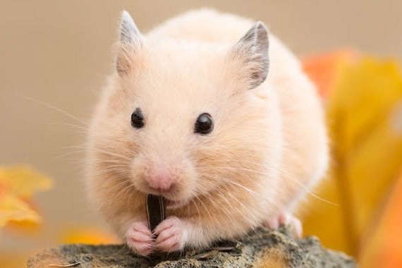 Die richtige Beschäftigung für Hamster