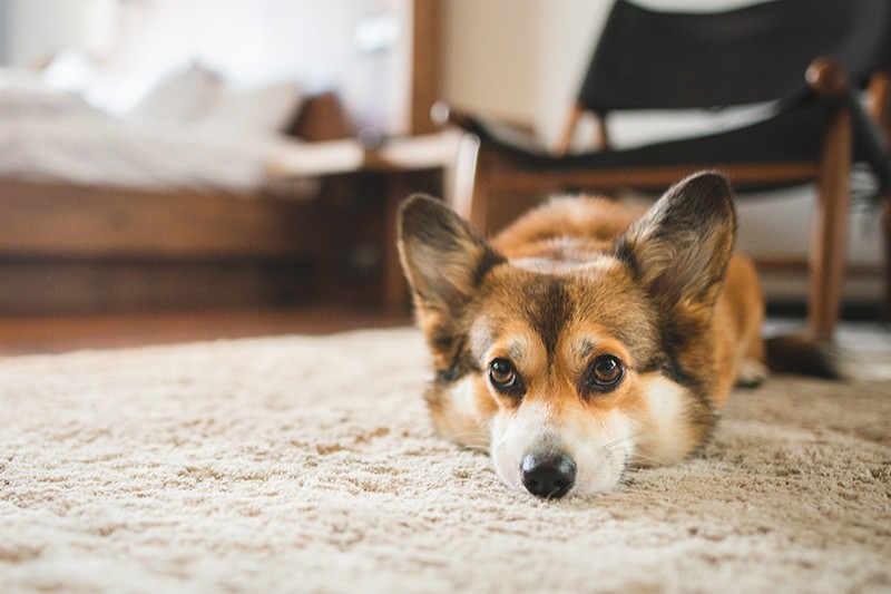 Eifersucht bei Hunden