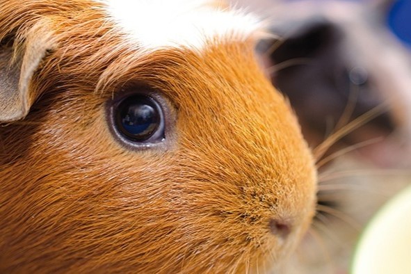 Ernährungstipps für gesunde Meerschweinchen