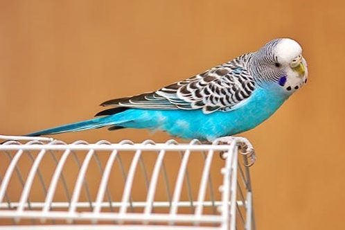 Erstausstattung für Ziervögel