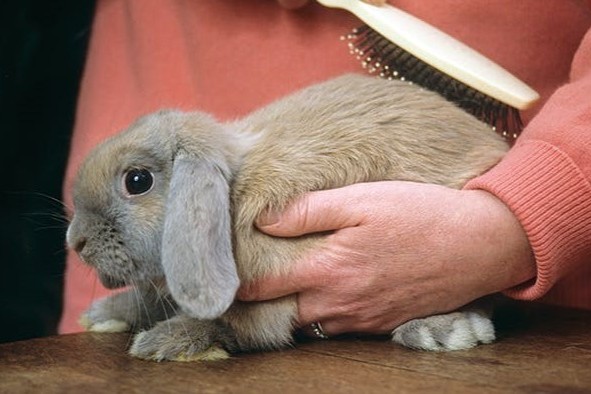 Fellpflege für Kaninchen