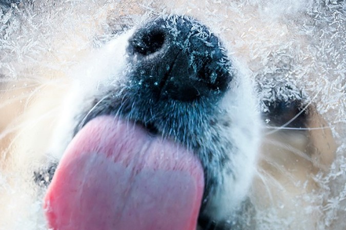 Frostfutter für Hunde