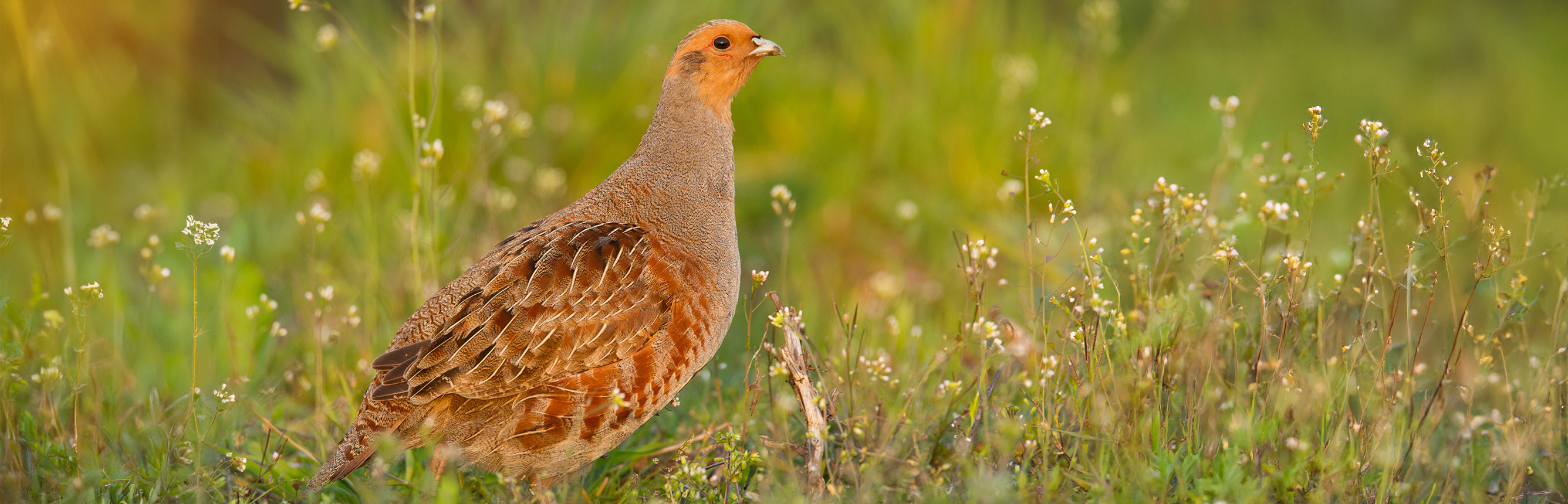 Der Vogel des Jahres 2026: Ein Rebhuhn auf einer blühenden Wiese
