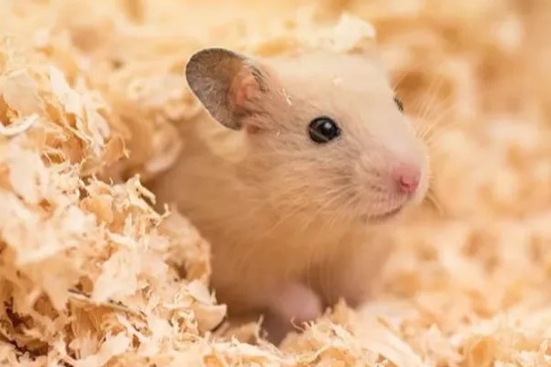 Hamster Erstausstattung