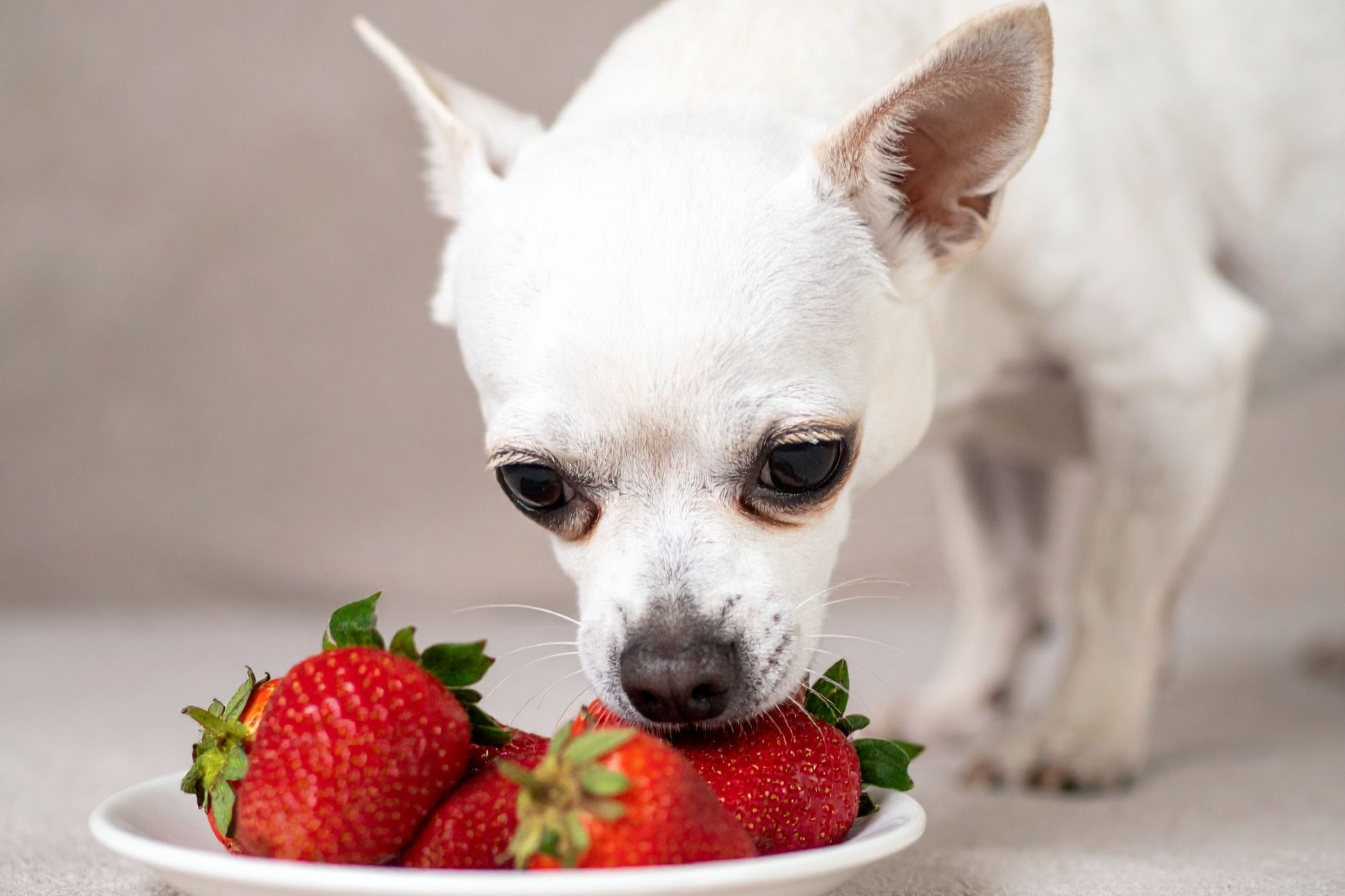 Chihuahua frisst Erdbeeren von einem Teller