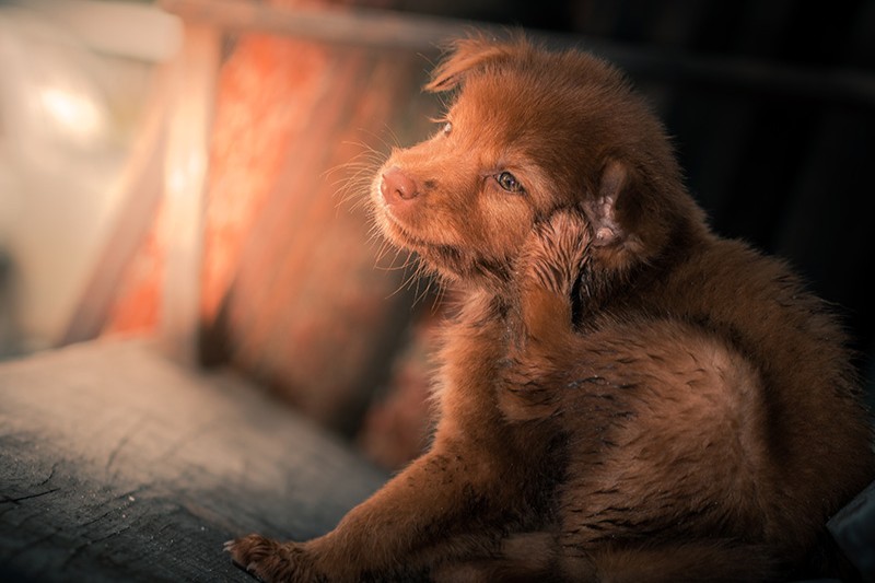Haarlinge beim Hund