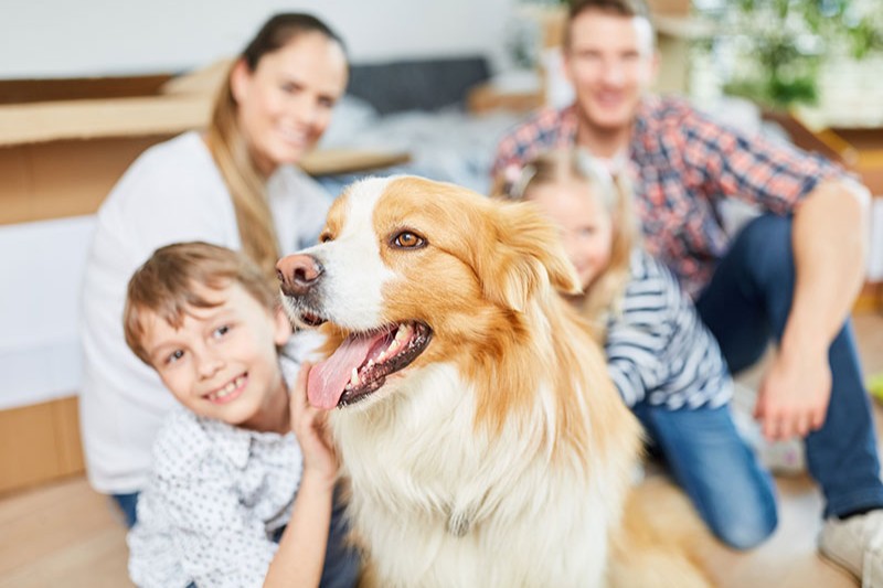 Einen Hund kaufen - Was Sie beachten sollten