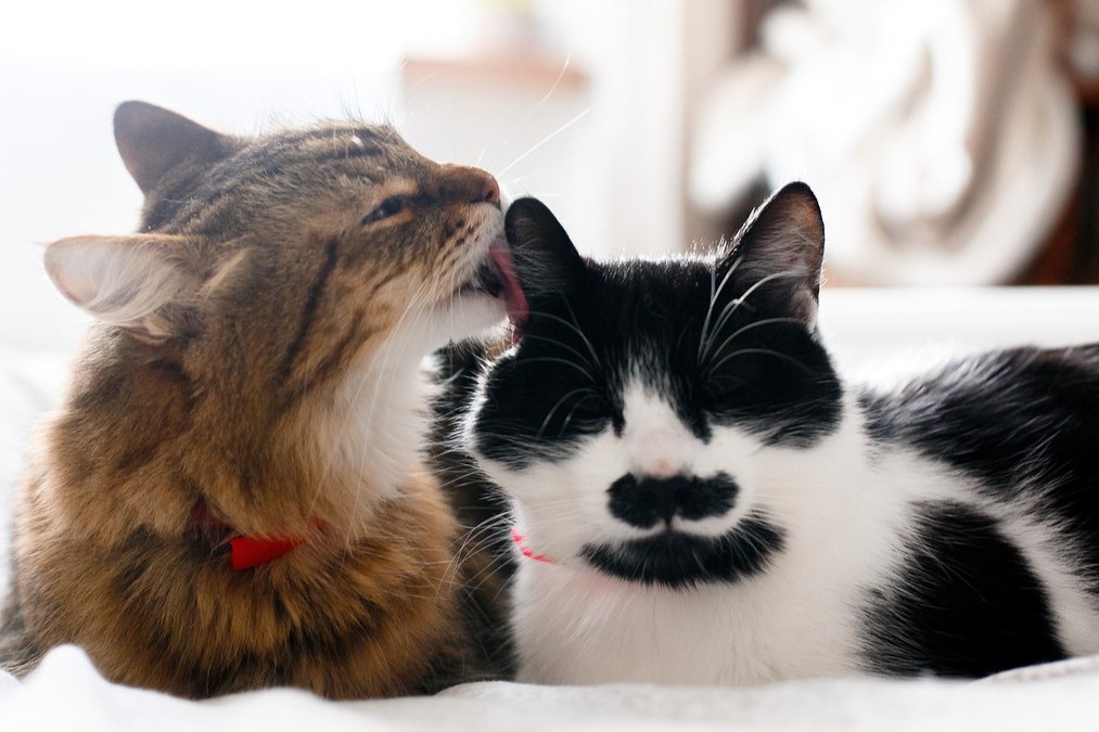 Körpersprache bei Katzen