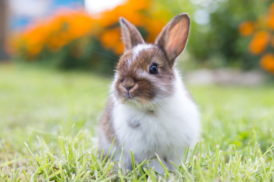 Kaninchen Erstausstattung