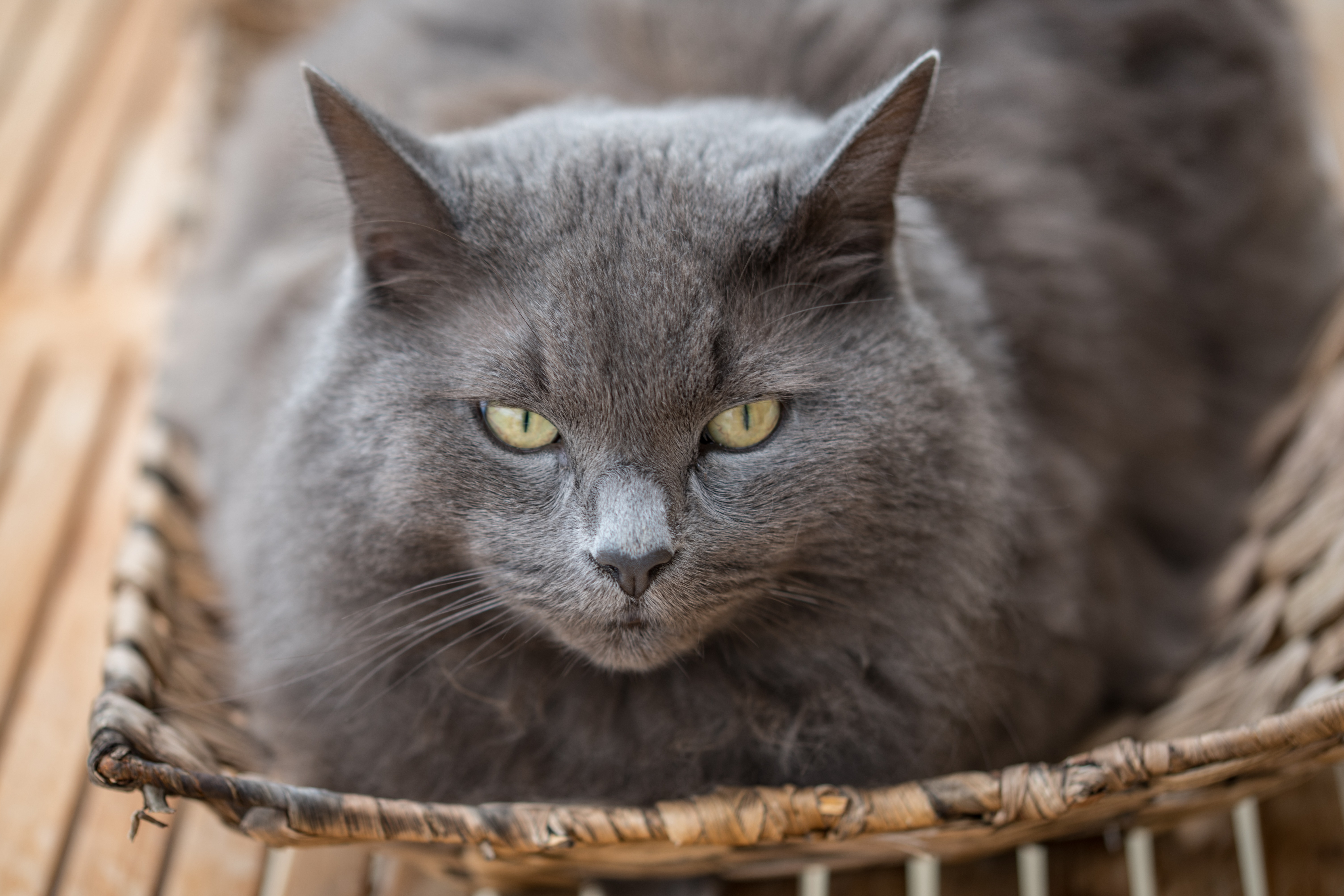 Kartäuser Katze