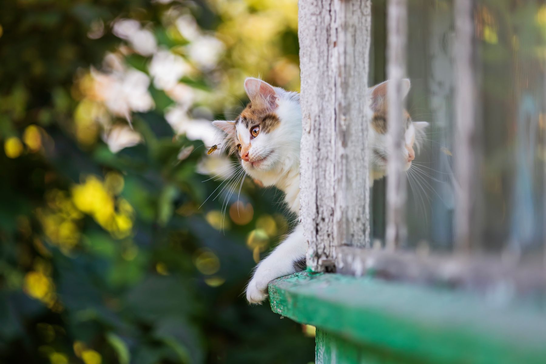 Katze fokussiert eine vor ihr fliegende Wespe