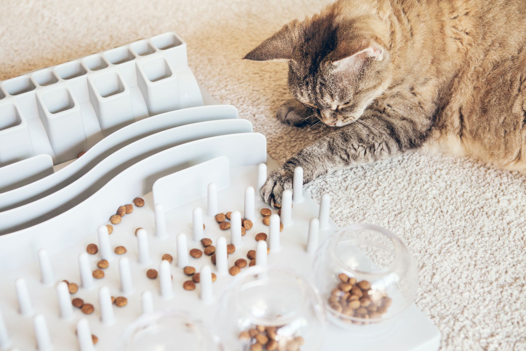 Katze fischt auf Fummelbrett nach Snacks