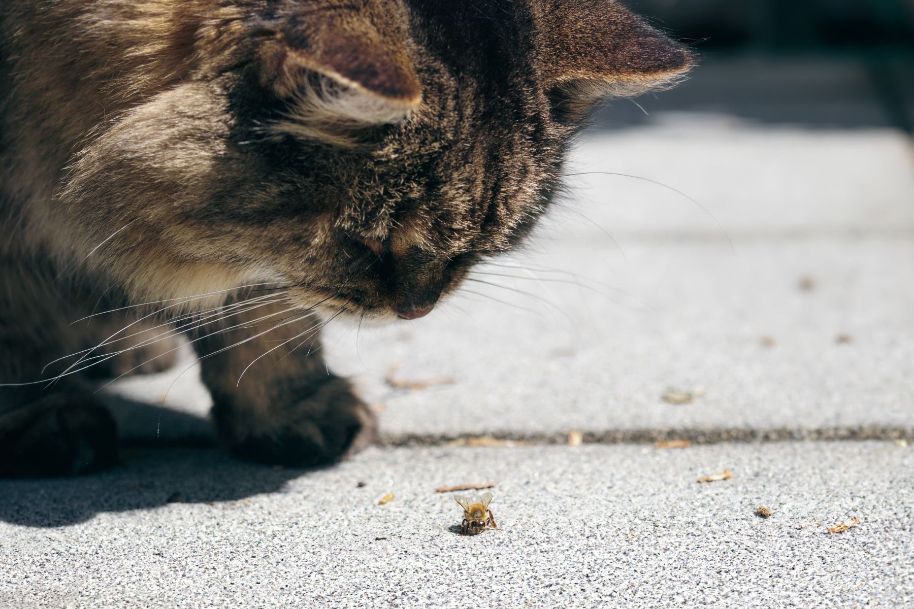 Katze schaut eine auf dem Boden sitzende Wespe an