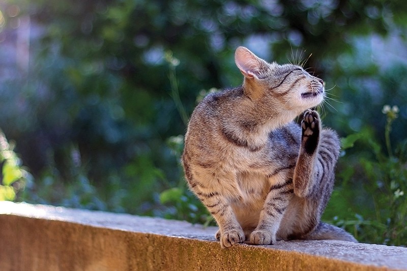 Katzen-Parasiten