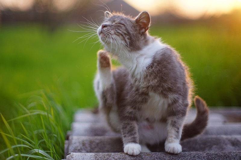 Haarlinge bei Katzen