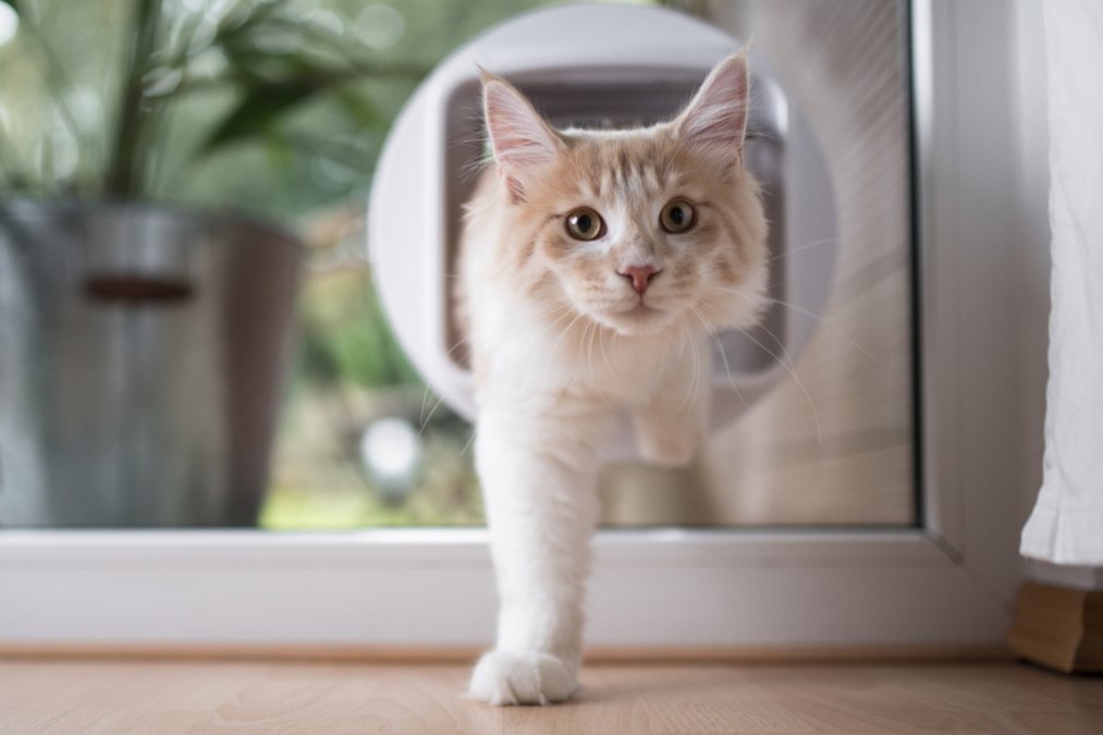 Katzen-Freigänger