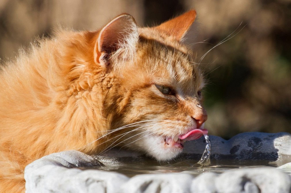 Katzen müssen trinken