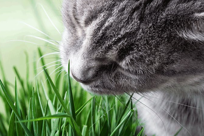 Das Katzengras