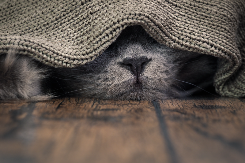 Katzenschnupfen