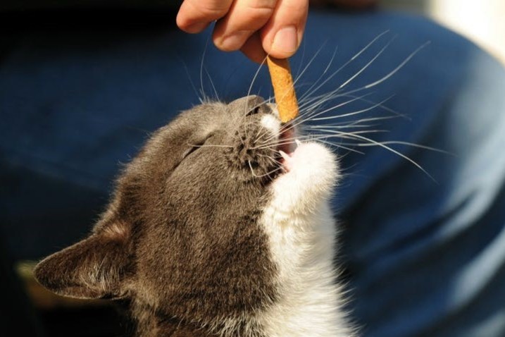 Katzensnacks