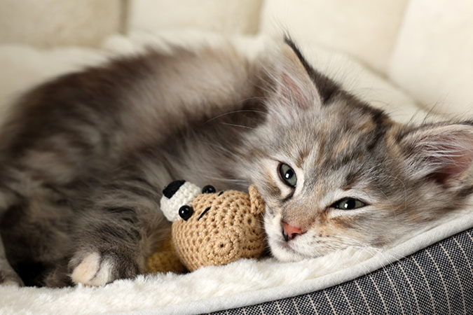 Kittenfutter